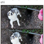 Cute Memes - caught doing something stupid