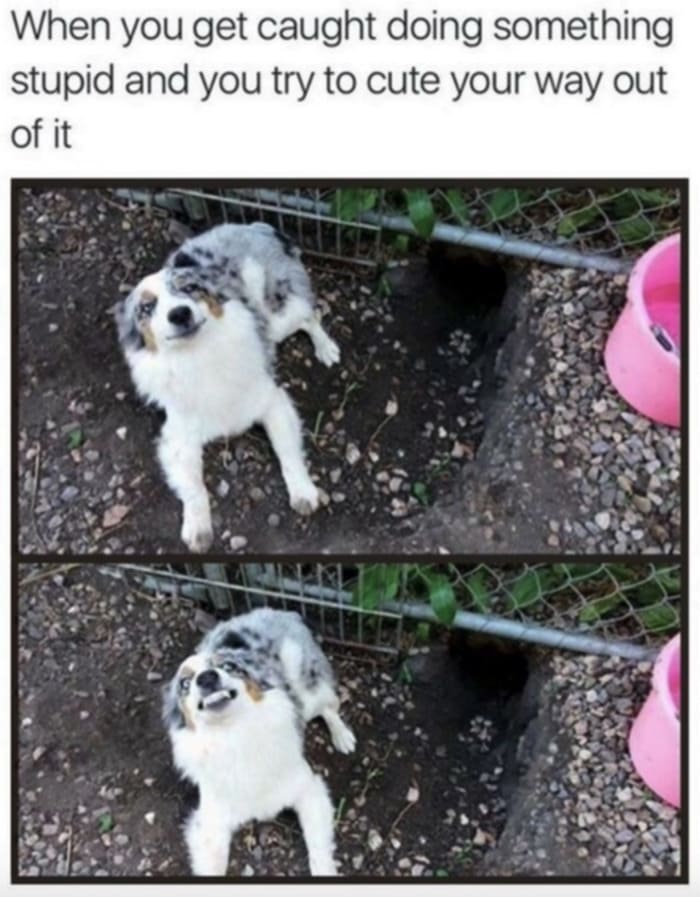Cute Memes - caught doing something stupid