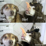 Cute Memes - I has the spook dogs