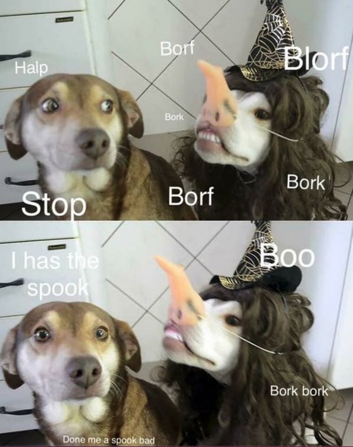 Cute Memes - I has the spook dogs