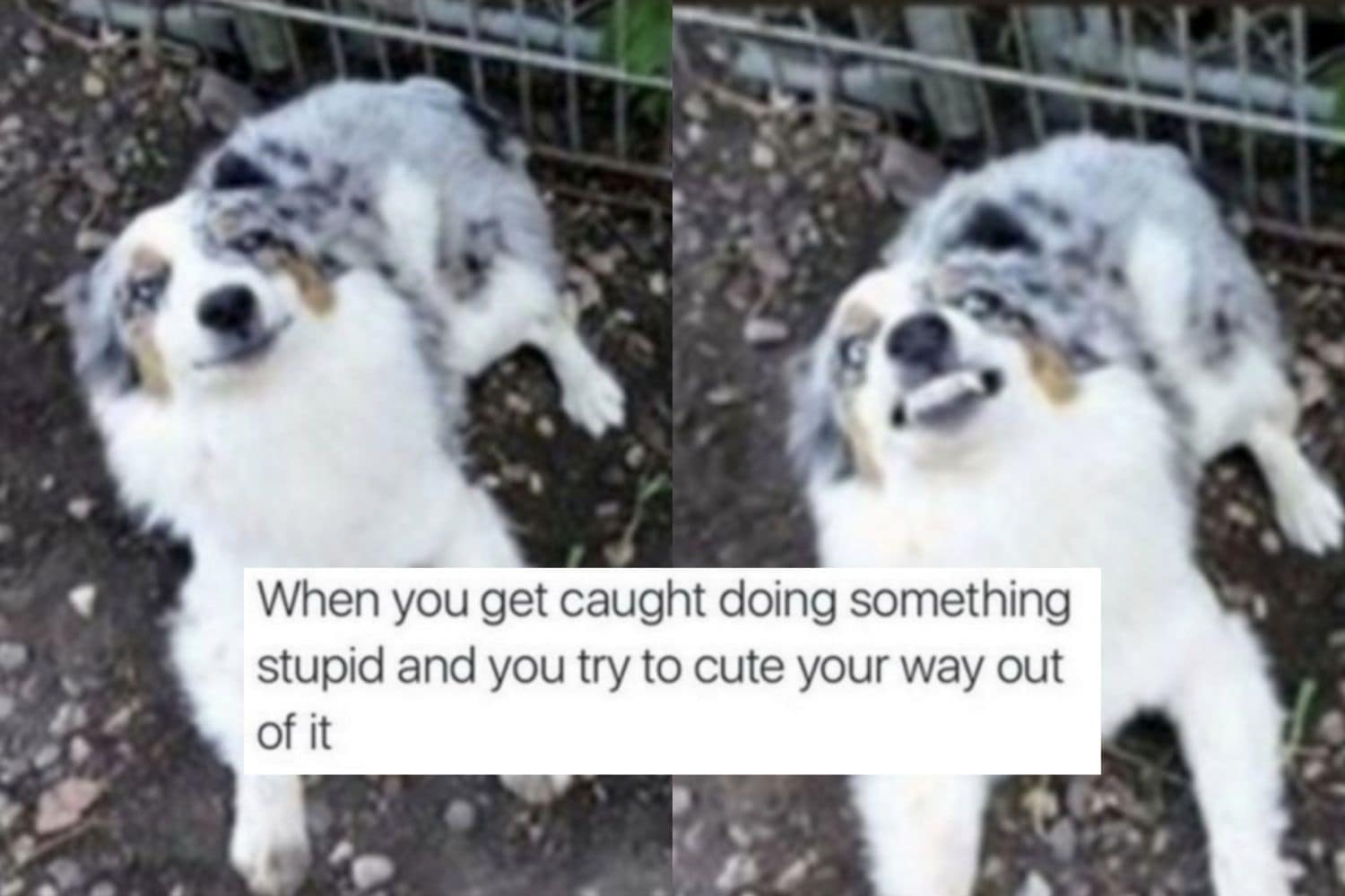 21 Cute Memes That Will Definitely Make Your Day Better - Let's Eat Cake