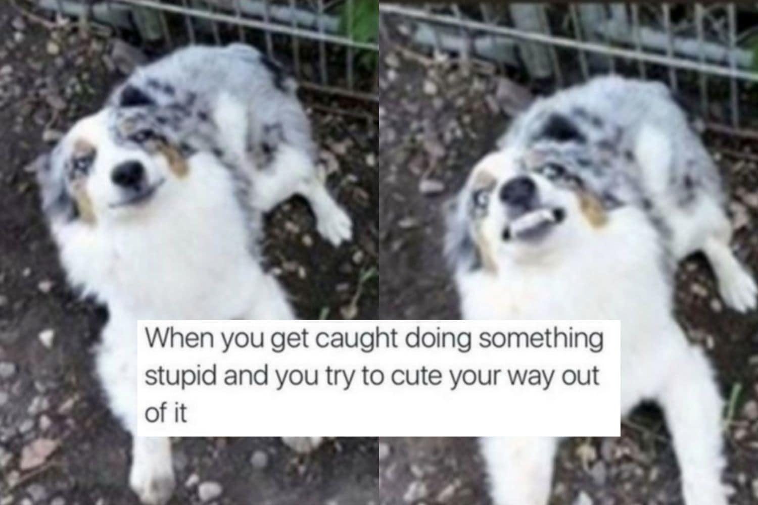 21 Cute Memes That Will Definitely Make Your Day Better - Let's Eat Cake 21 Cute Memes That Will Definitely Make Your Day Better - Let's Eat Cake