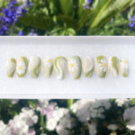 Cute Summer Nails - Green Daisy Press-Ons