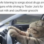 trader joes memes - cat driving to TJs