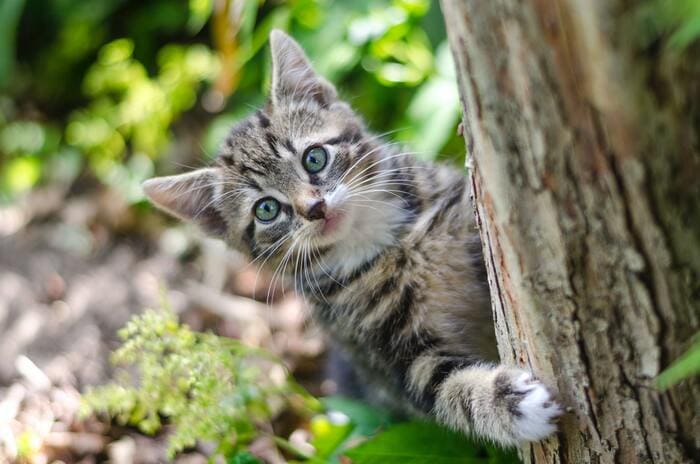 Dad Jokes - cat in tree