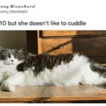 shes a 10 but memes - cat