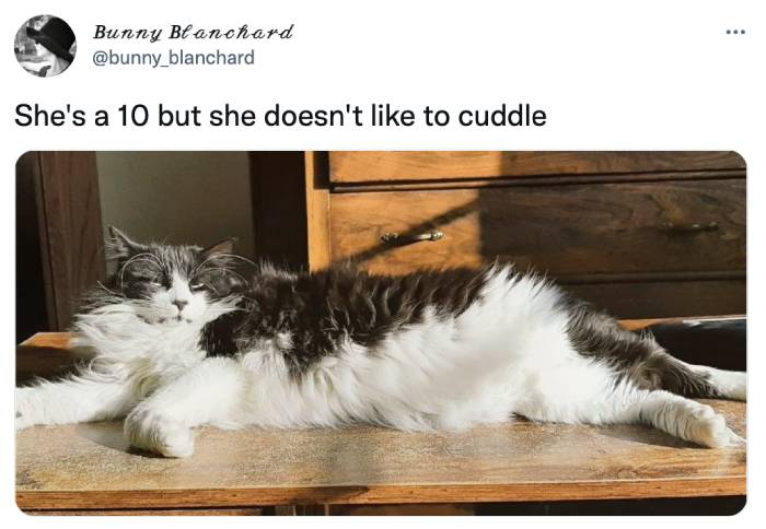 shes a 10 but memes - cat