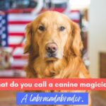 Bad Jokes - labrador magician