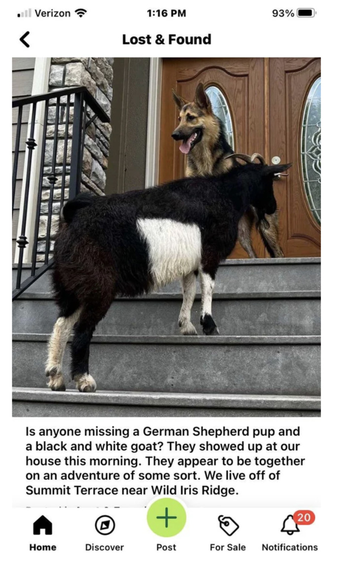 Best of Nextdoor - goat and German shepherd
