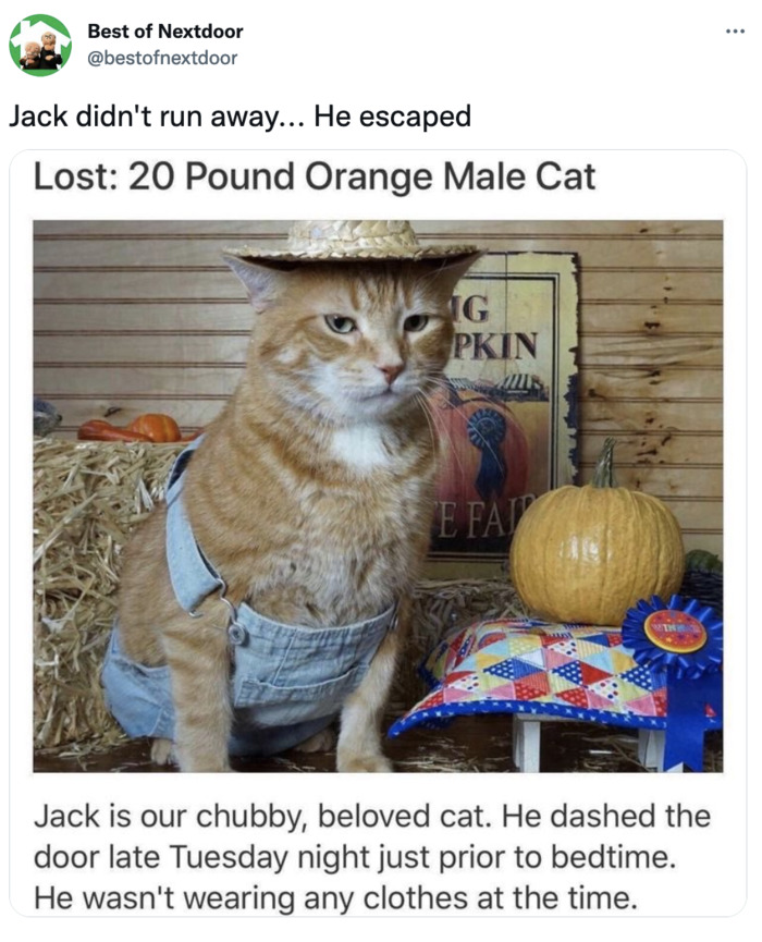 Best of Nextdoor - orange male cat