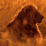 Leo gifts - adopt a lion