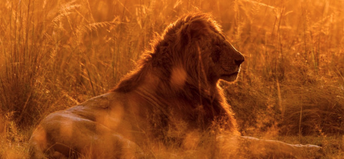 Leo gifts - adopt a lion