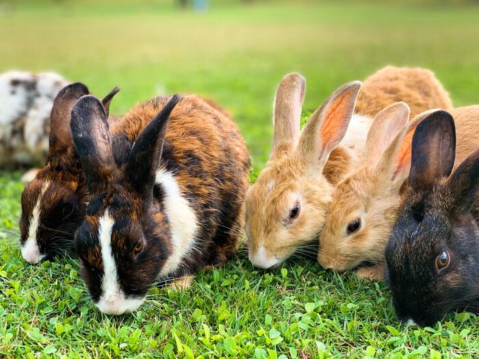 Weird Facts - bunnies
