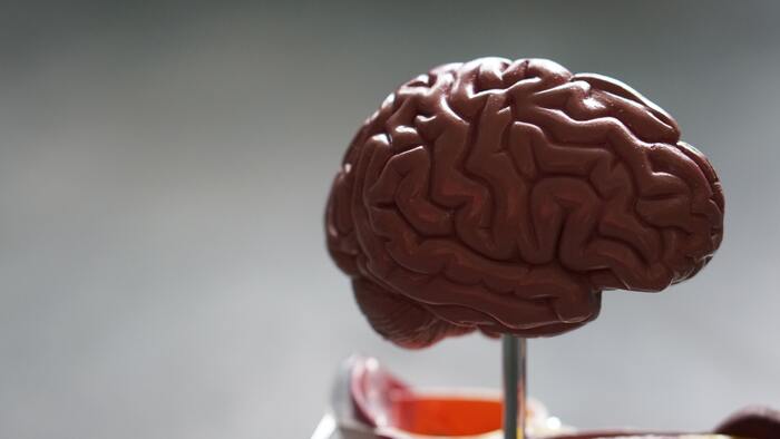 Weird Facts - brain