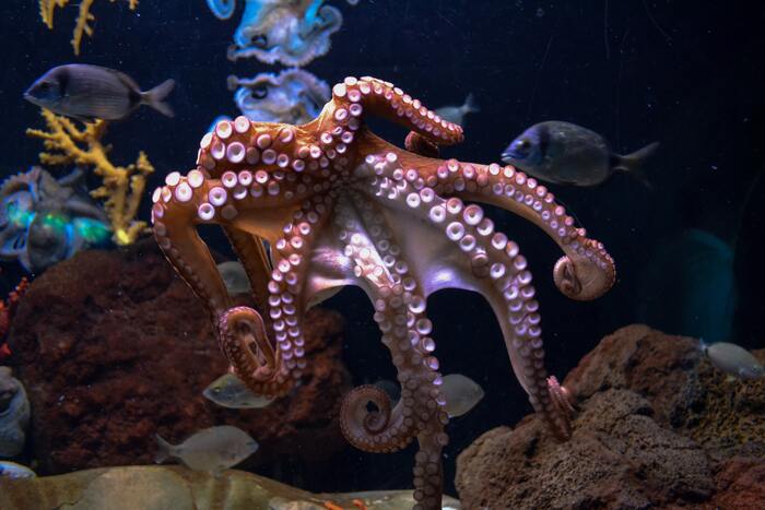 Weird Facts - octopus