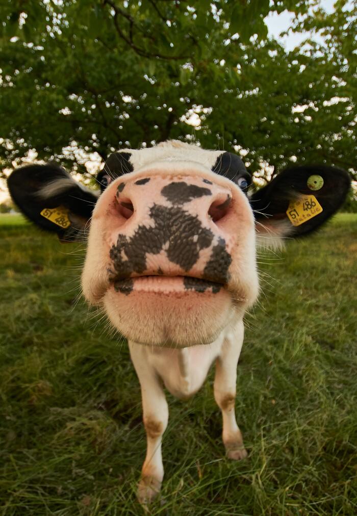 Weird Facts - cow's nose