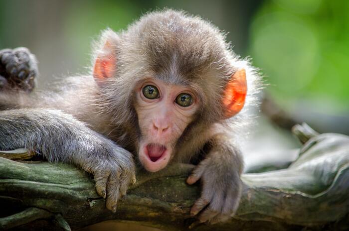 Weird Facts - monkey