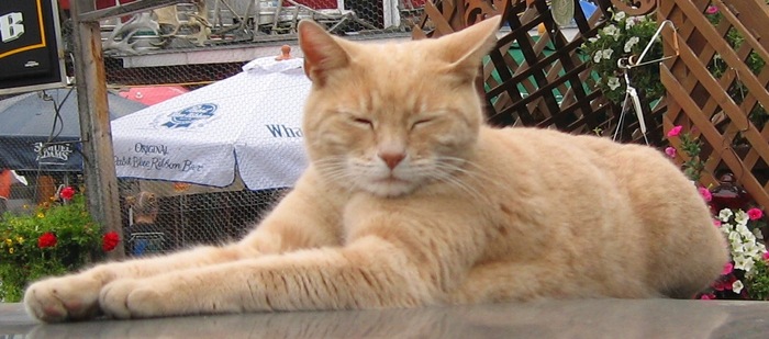 Weird Facts - Stubbs the cat