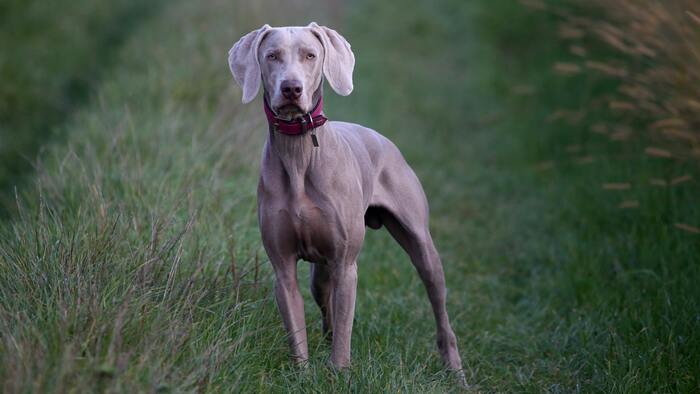 Weird Facts - great dane