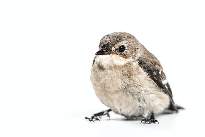 Bad Jokes - bird