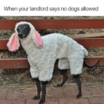 Clean Memes - dogs
