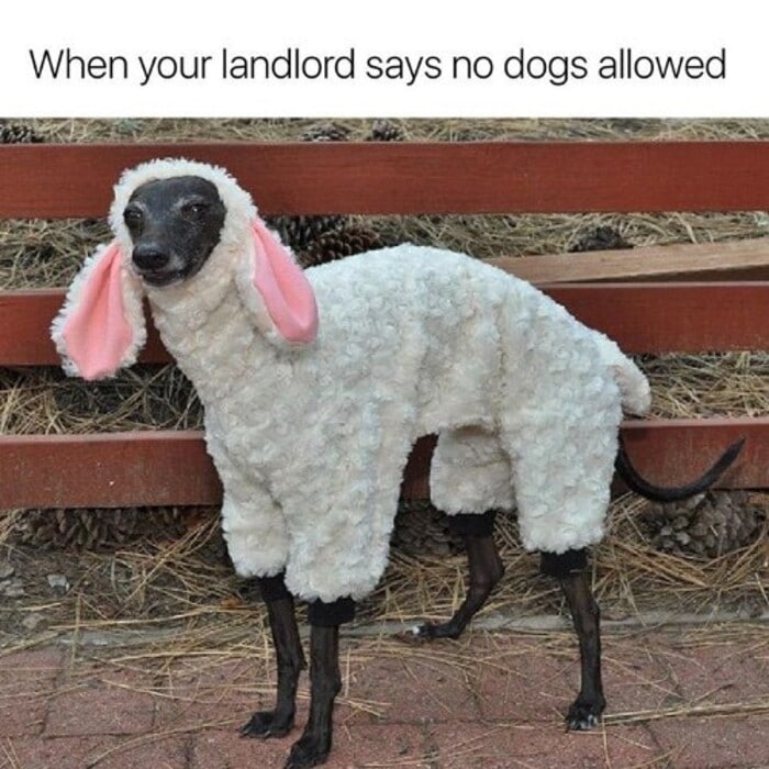 Clean Memes - dogs
