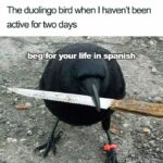 Clean Memes - duolingo bird