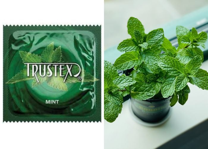 Flavored Condoms - Trustex Mint