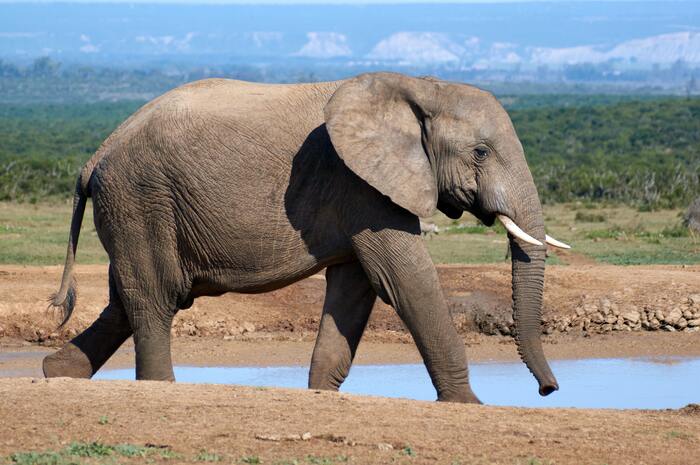 Fun Facts - Elephant