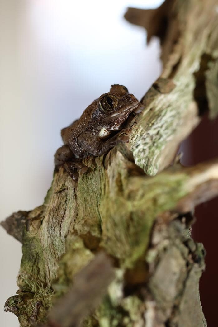Fun Facts - Wood Frog