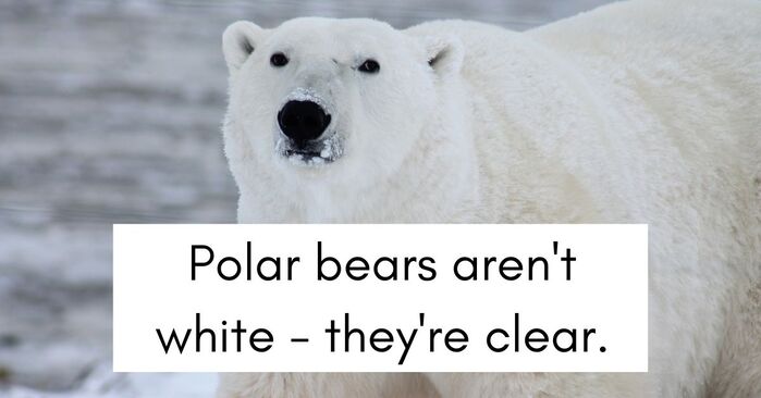 Fun Facts
