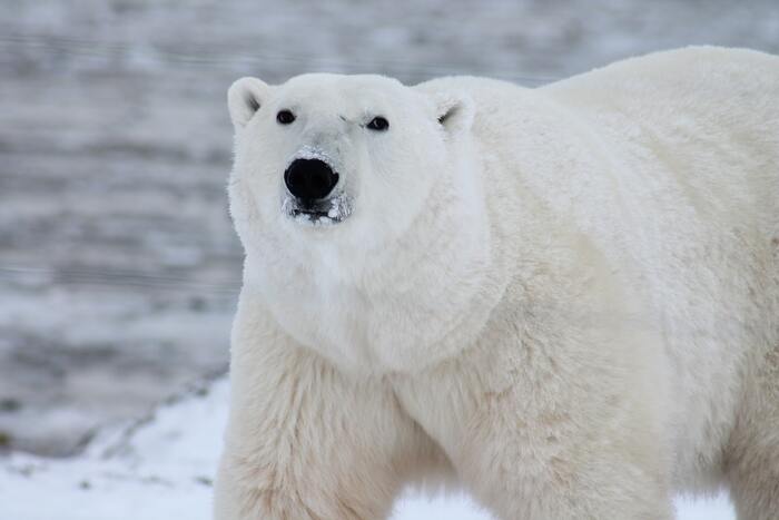Fun Facts - Polar Bear