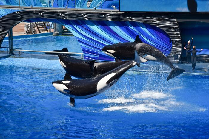 Fun Facts - Killer Whales