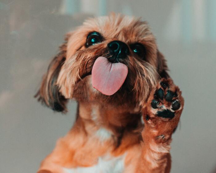 Fun Facts - Dog