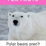 Fun Facts
