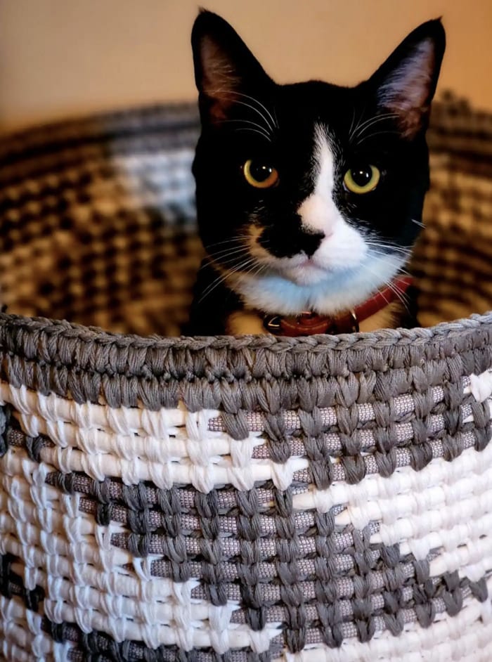 Salem Airbnb - Stepping Stone Inn bedroom cat