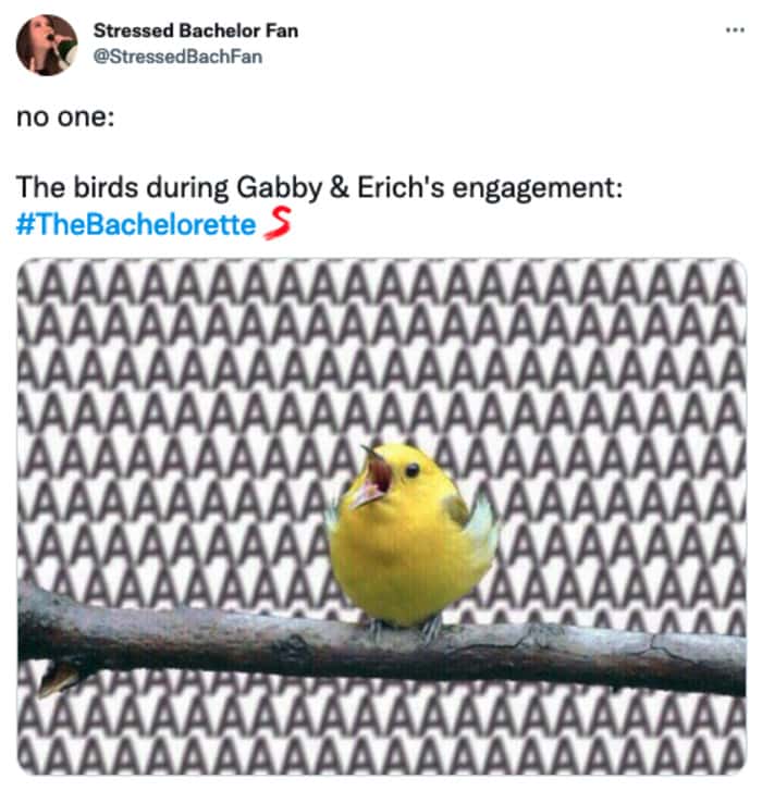 Bachelorette Finale 2022 Memes - birds