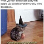Halloween Memes - alone cat at halloween party