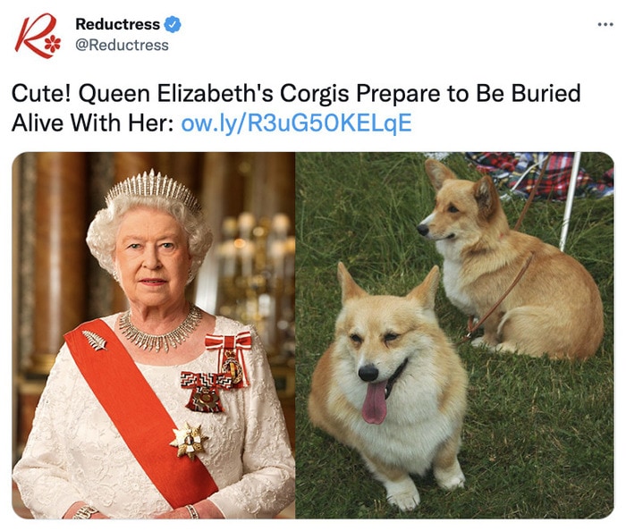 Queen Elizabeth Corgi Memes - queen and corgis reductress