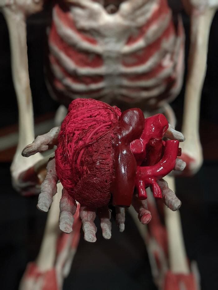Skeleton Jokes - skeleton showing heart