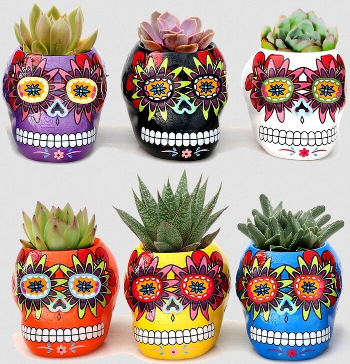 Trader Joe's Halloween Items - Succulent Skulls