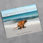 Funny White Elephant Gift Ideas - Dogs Pooping in Beautiful Places Calendar