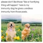 Positive Memes - immunity dog