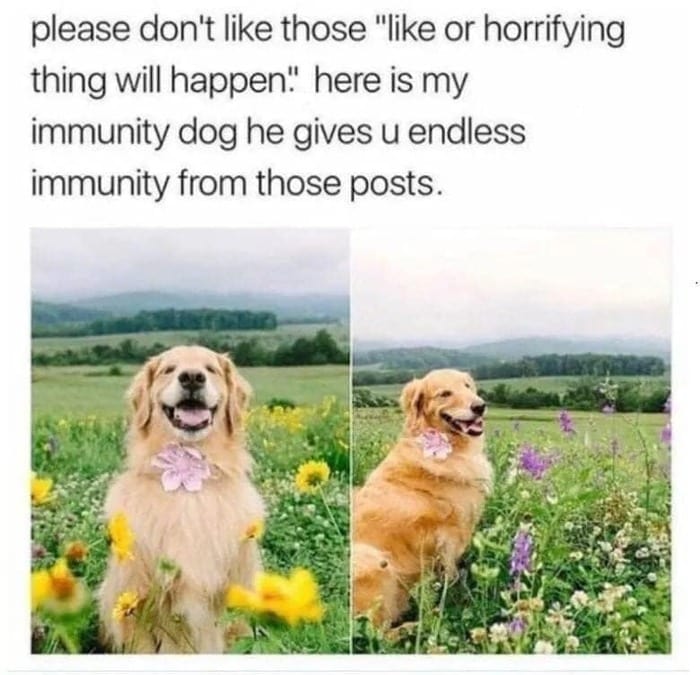 Positive Memes - immunity dog