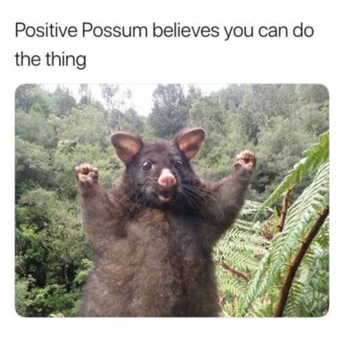 Positive Memes - positive possum