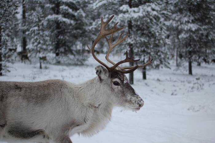 Reindeer Names - Reindeer in Snow