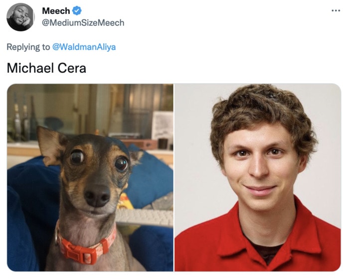 Funny Photos of Dogs That Look Like Celebrities - Michael Cera
