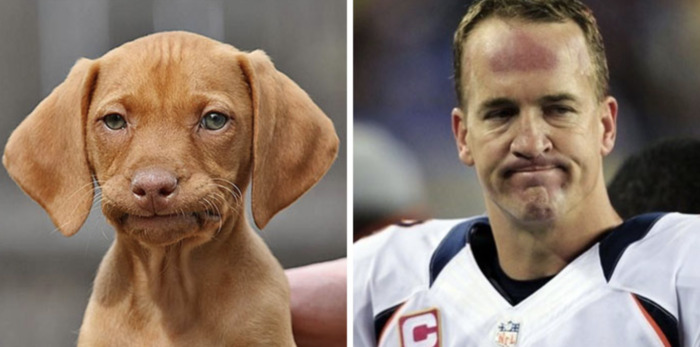 Funny Photos of Dogs That Look Like Celebrities - Payton Manning