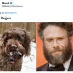 Funny Photos of Dogs That Look Like Celebrities - Seth Rogan