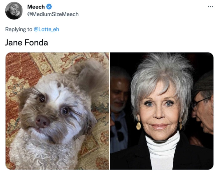 Funny Photos of Dogs That Look Like Celebrities - Jane Fonda